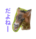 馬♡御崎馬 4（個別スタンプ：12）
