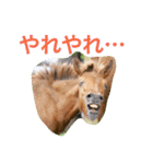 馬♡御崎馬 4（個別スタンプ：14）