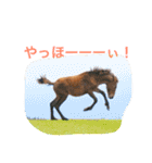 馬♡御崎馬 4（個別スタンプ：15）