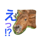 馬♡御崎馬 4（個別スタンプ：17）