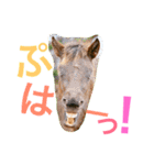 馬♡御崎馬 4（個別スタンプ：18）