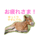 馬♡御崎馬 4（個別スタンプ：22）