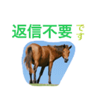 馬♡御崎馬 4（個別スタンプ：23）