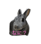 うさぎだよスタンプ（個別スタンプ：2）