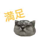 ペルシャのおもち 2（個別スタンプ：1）