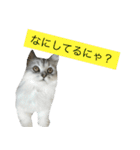 ペルシャのおもち 2（個別スタンプ：3）