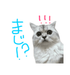 ペルシャのおもち 2（個別スタンプ：5）
