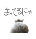 ペルシャのおもち 2（個別スタンプ：6）