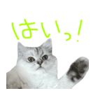 ペルシャのおもち 2（個別スタンプ：13）