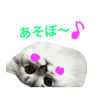 ペルシャのおもち 2（個別スタンプ：15）