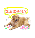 loveAINAchan（個別スタンプ：30）