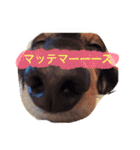 今日のわんこ＊恋(レン)（個別スタンプ：12）