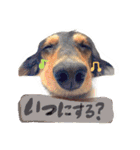 今日のわんこ＊恋(レン)（個別スタンプ：22）