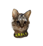 mugiwaracat"HIME"（個別スタンプ：4）