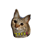 mugiwaracat"HIME"（個別スタンプ：7）