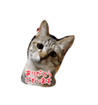mugiwaracat"HIME"（個別スタンプ：9）