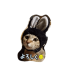 mugiwaracat"HIME"（個別スタンプ：12）
