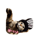 mugiwaracat"HIME"（個別スタンプ：13）
