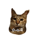 mugiwaracat"HIME"（個別スタンプ：14）