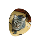 Emily and cat's life（個別スタンプ：1）