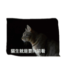 Emily and cat's life（個別スタンプ：2）