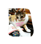 Emily and cat's life（個別スタンプ：3）