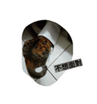 Emily and cat's life（個別スタンプ：4）