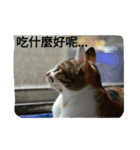 Emily and cat's life（個別スタンプ：5）
