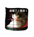 Emily and cat's life（個別スタンプ：6）