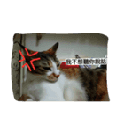 Emily and cat's life（個別スタンプ：8）