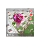 Beautiful flower greeting(Part 1)（個別スタンプ：1）