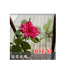 Beautiful flower greeting(Part 1)（個別スタンプ：5）