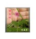 Beautiful flower greeting(Part 1)（個別スタンプ：7）