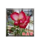 Beautiful flower greeting(Part 1)（個別スタンプ：8）