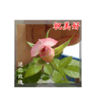 Beautiful flower greeting(Part 1)（個別スタンプ：10）