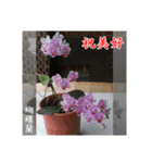 Beautiful flower greeting(Part 1)（個別スタンプ：12）