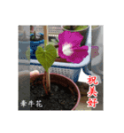 Beautiful flower greeting(Part 1)（個別スタンプ：13）