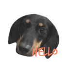 enjoy dachshund（個別スタンプ：1）