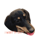 enjoy dachshund（個別スタンプ：2）