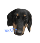 enjoy dachshund（個別スタンプ：3）
