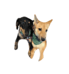 enjoy dachshund（個別スタンプ：5）