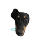 enjoy dachshund（個別スタンプ：6）