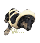 enjoy dachshund（個別スタンプ：7）