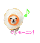 実写 わんこライフ2（個別スタンプ：1）