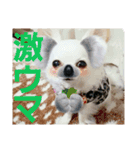 実写 わんこライフ2（個別スタンプ：4）