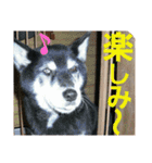 実写 わんこライフ2（個別スタンプ：9）