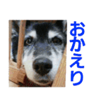 実写 わんこライフ2（個別スタンプ：11）