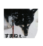 実写 わんこライフ2（個別スタンプ：12）