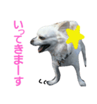 実写 わんこライフ2（個別スタンプ：14）