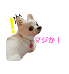 実写 わんこライフ2（個別スタンプ：16）
